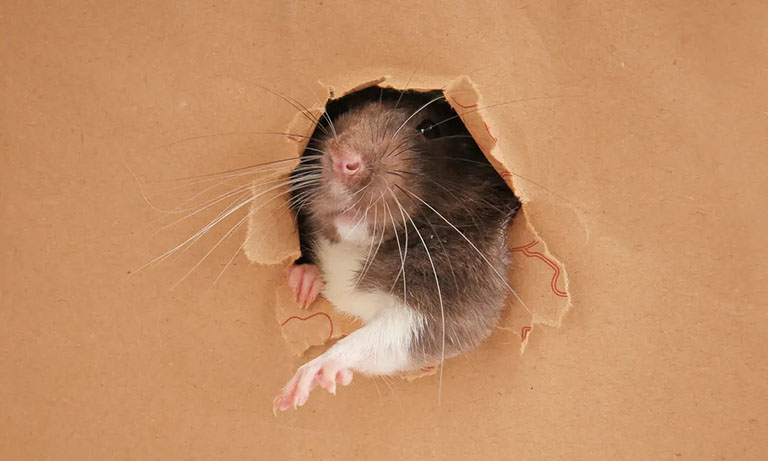hội chứng sợ chuột