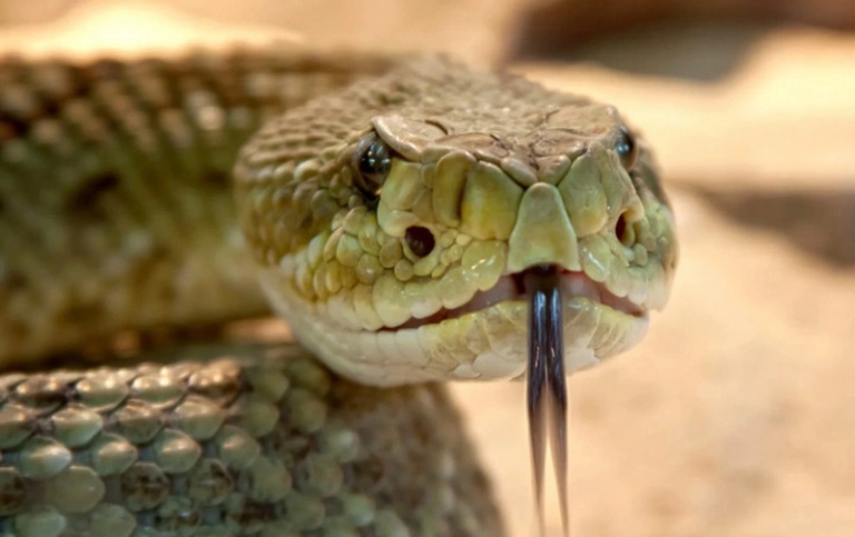 Hội chứng sợ rắn